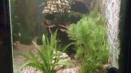 aquarium-von-bulldog1112-becken-2_Cabomba Caroliniana