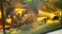 aquarium-von-mojita-becken-15167_Bambusröhren und Laub