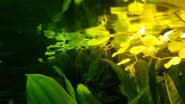aquarium-von-z0ol-juwel-vision-180_Schwimmplanze 1