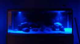 aquarium-von-malawihb-malawi-tank-160x60x55_Mondlicht-Spots 5 LEDs