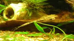 Aquarium einrichten mit Brauner Hexenwels	Rineloricaria lanceolata