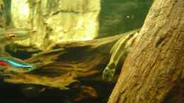 Aquarium einrichten mit Ohrgitter-Harnischwels	(Otocinclus hoppei) muß
