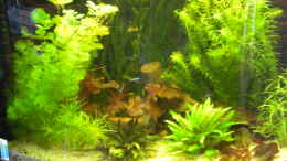 aquarium-von-matthias-hage-hagisworld_Stand 10.2.2011