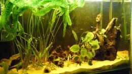 aquarium-von-monika-thiele-becken-1522_Decko um Pflanzen erweitert