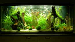 aquarium-von-kajakfreak-450l-gesellschafts-pfuetze--_Becken am 15.11.2009 