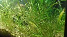 aquarium-von-oberregenwurm-waterhome_Echinodorus tenellus