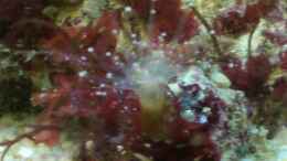 aquarium-von-maverick0815-becken-15276_Wahrscheinlich eine Korallenanemone