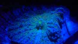 aquarium-von-maverick0815-becken-15276_Ricordea Yuma unterm Blaulicht