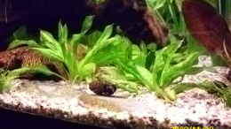 aquarium-von-spunk-becken-15278_Echinodorus parviflorus