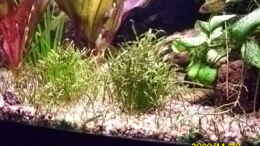 aquarium-von-spunk-becken-15278_Lilaeopsis brasilensis,links hinten Echinodorus Dschungelsta