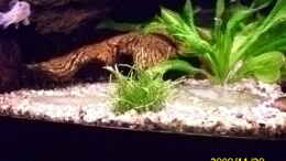 Aquarium einrichten mit Lilaeopsis mauritiana