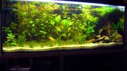 aquarium-von-wassernarr-becken-160-liter_160 Liter Aquarium Typ Amazonas