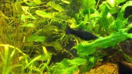 aquarium-von-wassernarr-becken-160-liter_Echinondorus tenellus
