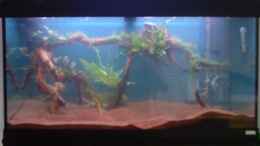 aquarium-von-benny-fabian-amazonien_