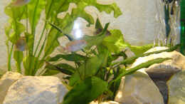 aquarium-von-mini-becken-15302_Aponogeton ulvaceus, div. Anubias