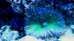 aquarium-von-malawigo-sunshine-coast_Ricordea Yuma