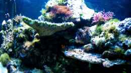 aquarium-von-malawigo-sunshine-coast_Barrier Reef