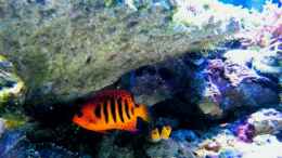 aquarium-von-malawigo-sunshine-coast_Centropyge loriculus  