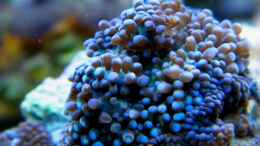 aquarium-von-malawigo-sunshine-coast_Rhodactis azul