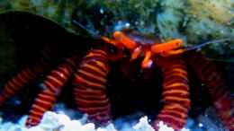 Aquarium einrichten mit Ciliopagurus strigatus