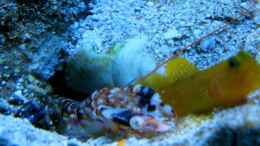 Aquarium einrichten mit Cryptocentrus cinctus & Alpheus bellulus