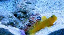 Aquarium einrichten mit Cryptocentrus cinctus