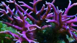 Aquarium einrichten mit Seriatopora hystrix