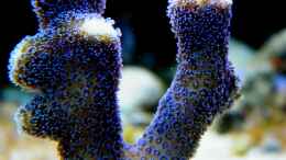 Aquarium einrichten mit Stylophora pistillata milka