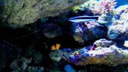 aquarium-von-malawigo-sunshine-coast_Labroides dimidiatus