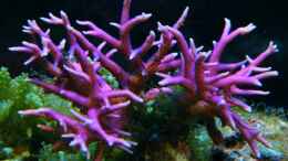 aquarium-von-malawigo-sunshine-coast_Seriatopora hystrix