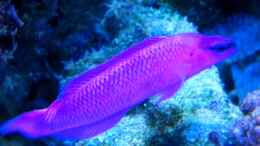 aquarium-von-malawigo-sunshine-coast_ Pseudochromis fridmani 