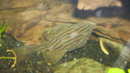 aquarium-von-sebastian-sander-becken-1532_panaque unter Wurzel