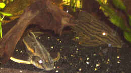 aquarium-von-sebastian-sander-becken-1532_panaque und Liniendornwels auf der Pirsch
