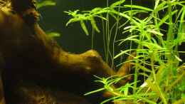 Aquarium einrichten mit Rotes Mooskraut (rotala wallichii)