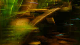 aquarium-von-cichlid-power-112-suedamerika-n_Hier hab ich mich erschrocken.Sieht trotzdem nicht schlecht 