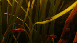 Aquarium einrichten mit Neons