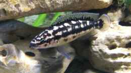 aquarium-von-christoph-klaus-becken-1538_Julidochromis maleri