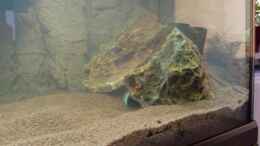 aquarium-von-spl-sanozama_2x versteinerstes Laub. Im Vordergrund erkennt man noch das 