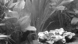 aquarium-von-spl-sanozama_altes Hauptbild - black&white