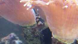 aquarium-von-sascha-mein-wellnessbereich_Thor amboinensis - Sexy Shrimp