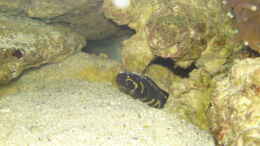 Aquarium einrichten mit Pholidichthys leucotaenia - Weißstreifen Aalgrundel
