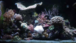 aquarium-von-the-lizardking-a-piece-of-reef-obsolete_Dämmerung mit nur LED