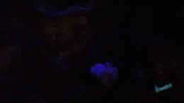 aquarium-von-the-lizardking-a-piece-of-reef-obsolete_Nachtaufnahme LED blau