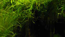 aquarium-von-wels-54-liter_Javamoos- Baum