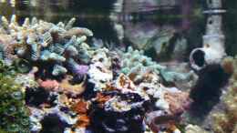aquarium-von-susanne-axt-becken-15451-aufgeloest-und-verkauft_Acropora 31.03.2012