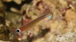 Aquarium einrichten mit Ecsenius stigmatura - Schleimfisch
