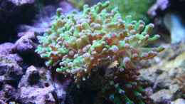 Aquarium einrichten mit Euphyllia paradivisa - Froschlaichkoralle