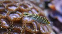 Aquarium einrichten mit Koumansetta hectori - Hector´s Grundel