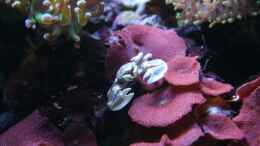 Aquarium einrichten mit Neopetrolisthes maculatus - Fleckentupfen-Anemonenkrabbe