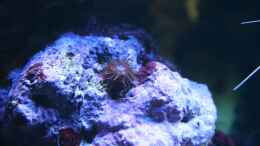 aquarium-von-susanne-axt-becken-15451-aufgeloest-und-verkauft_Korallenanemone